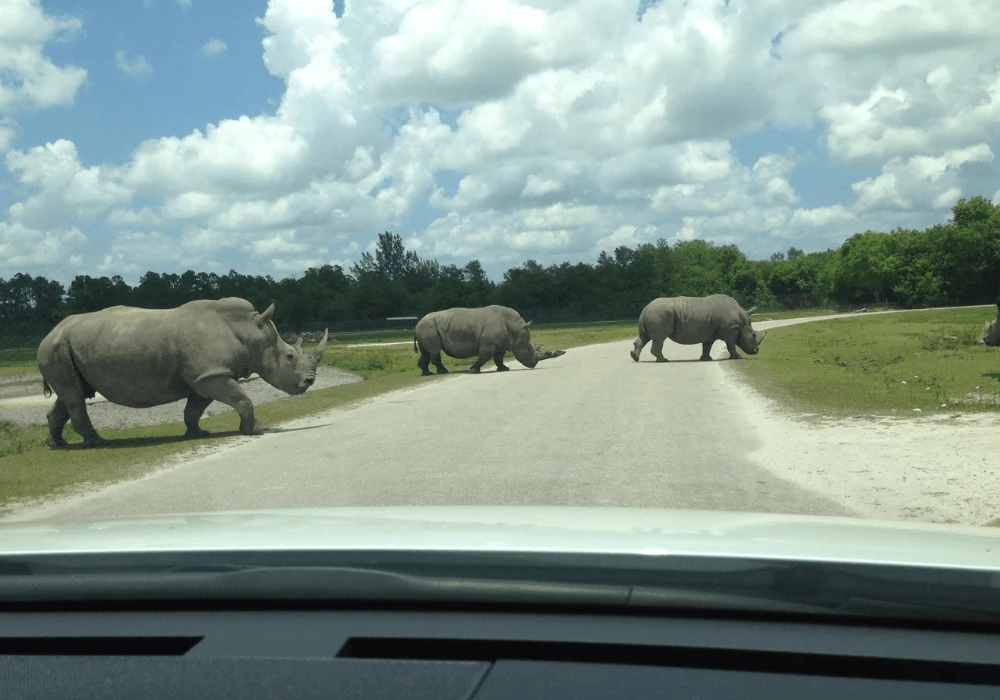 Lion Country Safari Experience