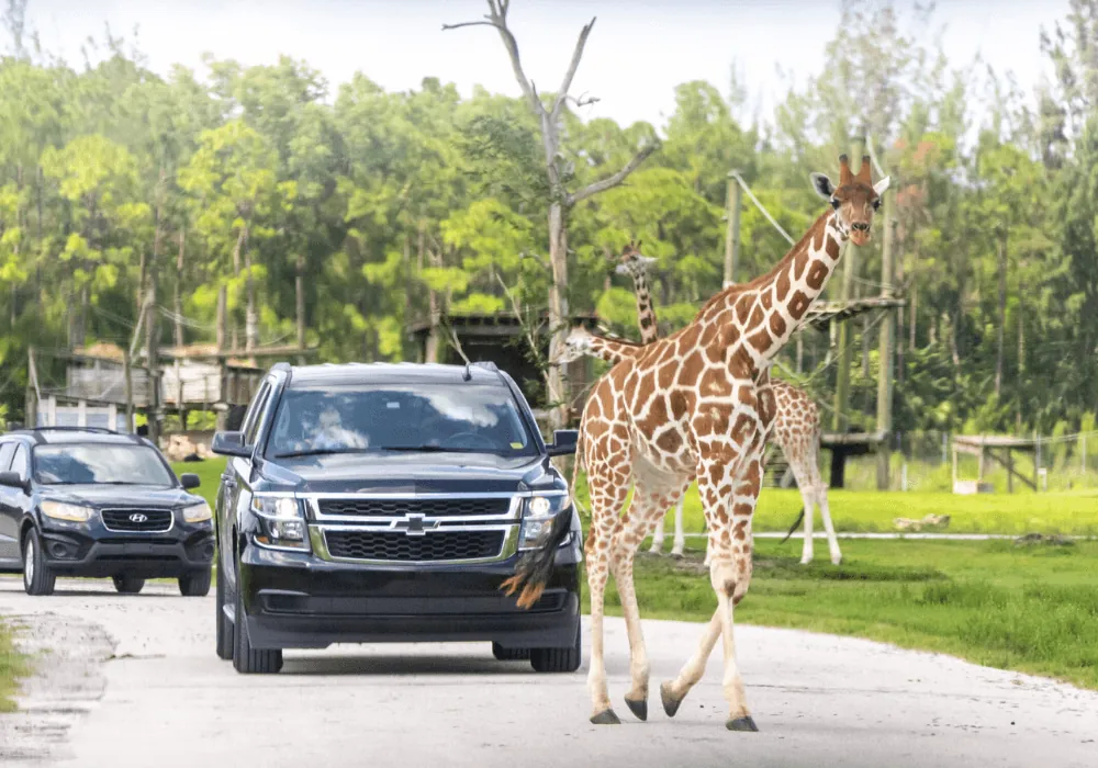Lion Country Safari Experience
