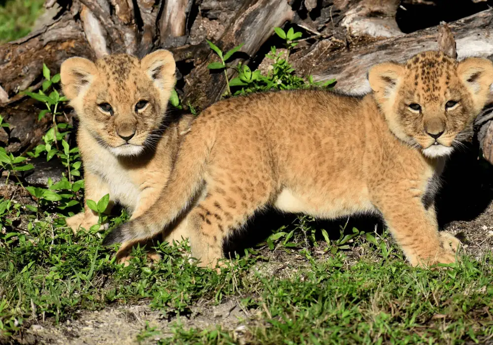 Lion Country Safari Experience