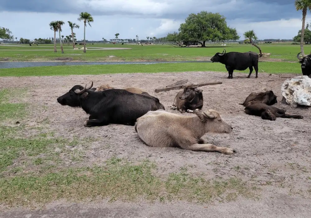 Lion Country Safari Experience