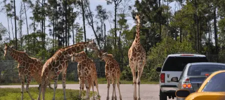 Lion Country Safari Experience
