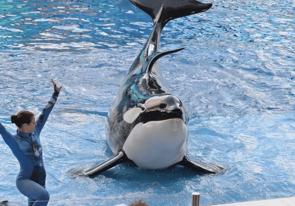 Miami Seaquarium Experience
