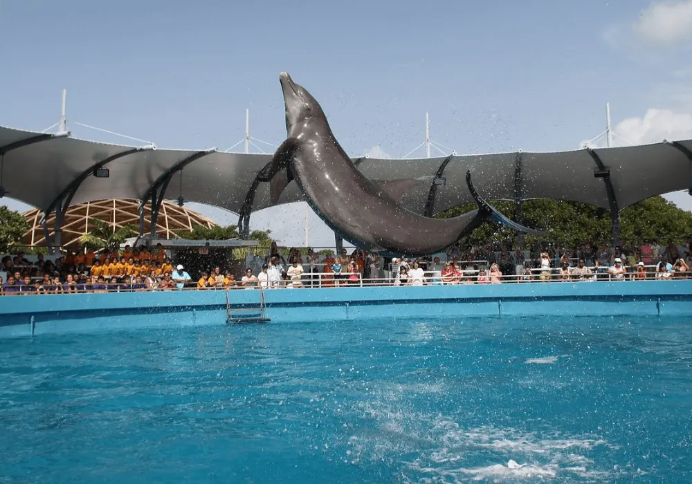 Miami Seaquarium Experience