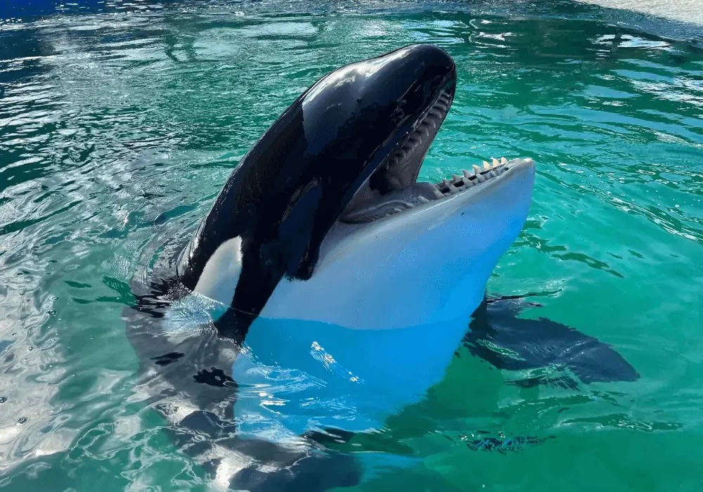 Miami Seaquarium Experience