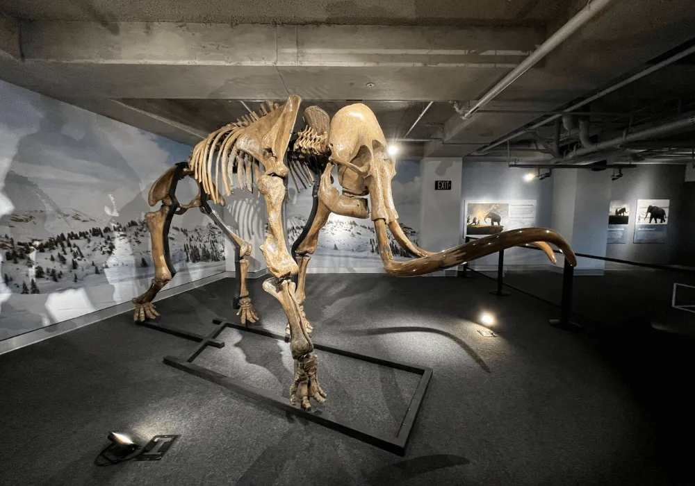 Phillip Patricia Frost Museum Of Science