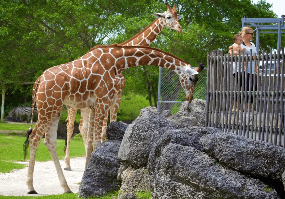 Zoo Miami